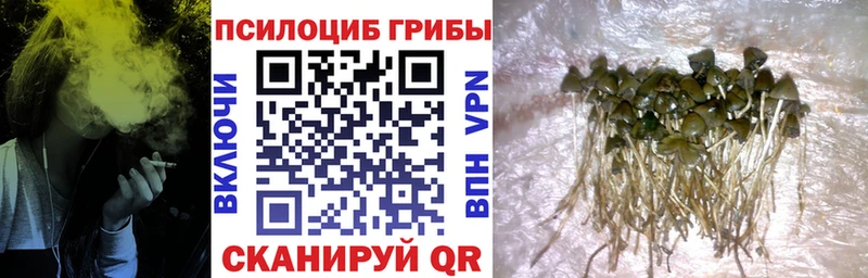 Псилоцибиновые грибы мухоморы  blacksprut ССЫЛКА  Черногорск 
